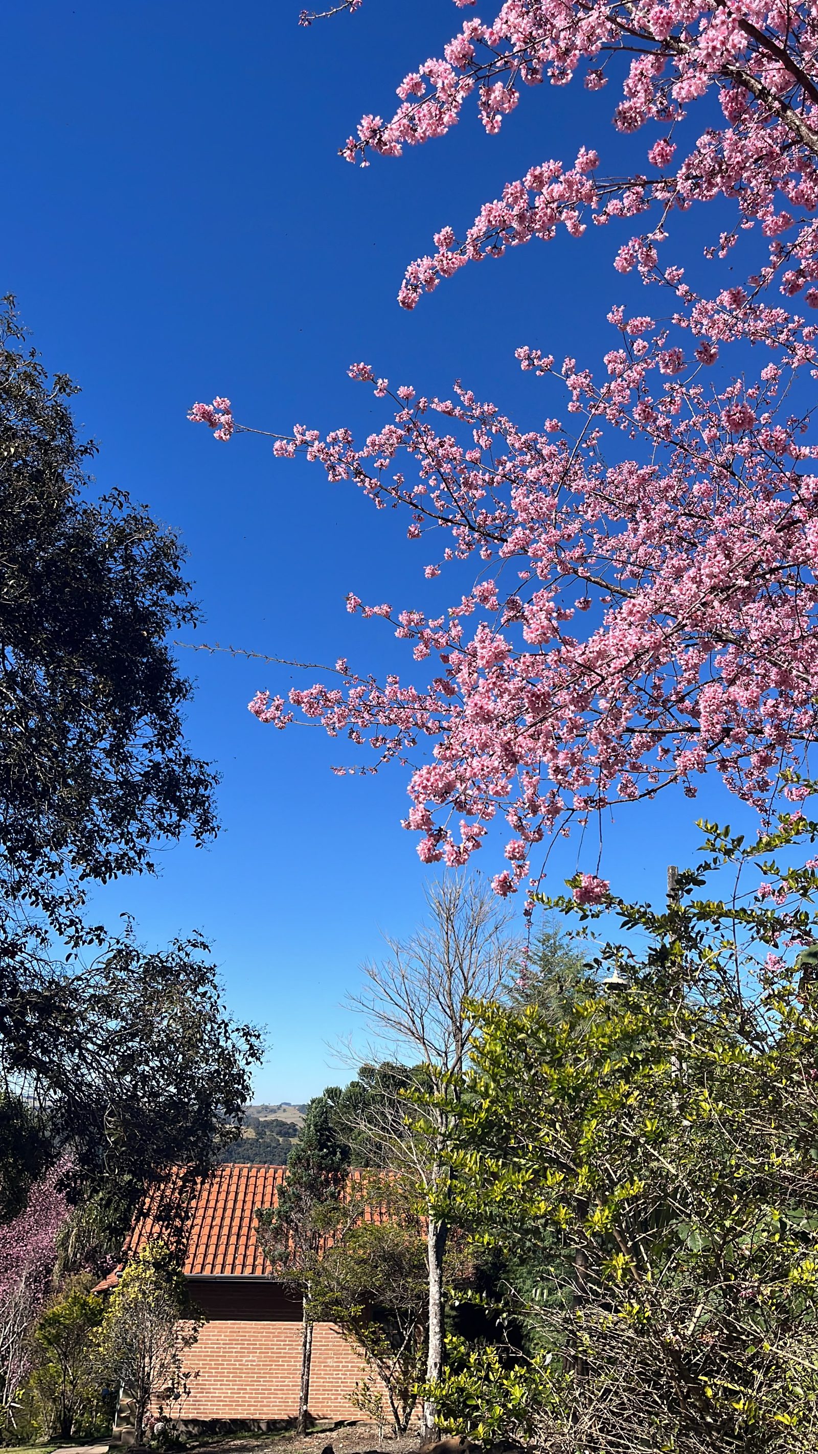 Ipê rosa florido sobre o telhado da cabana